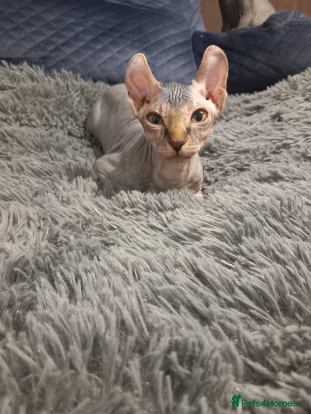 Sphynx cats for sale: Health checked fully vaccinated amazing kittens  - Image 23