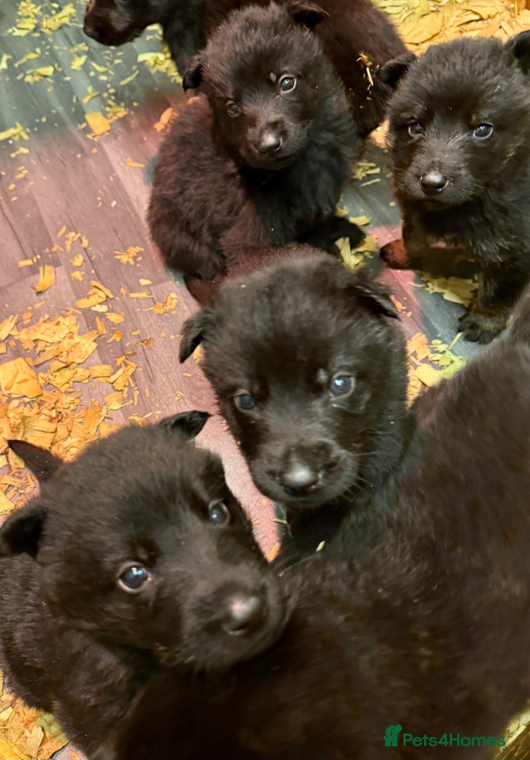 German Shepherd dogs for sale: KC Reg Working Line GSD pups. - Image 8