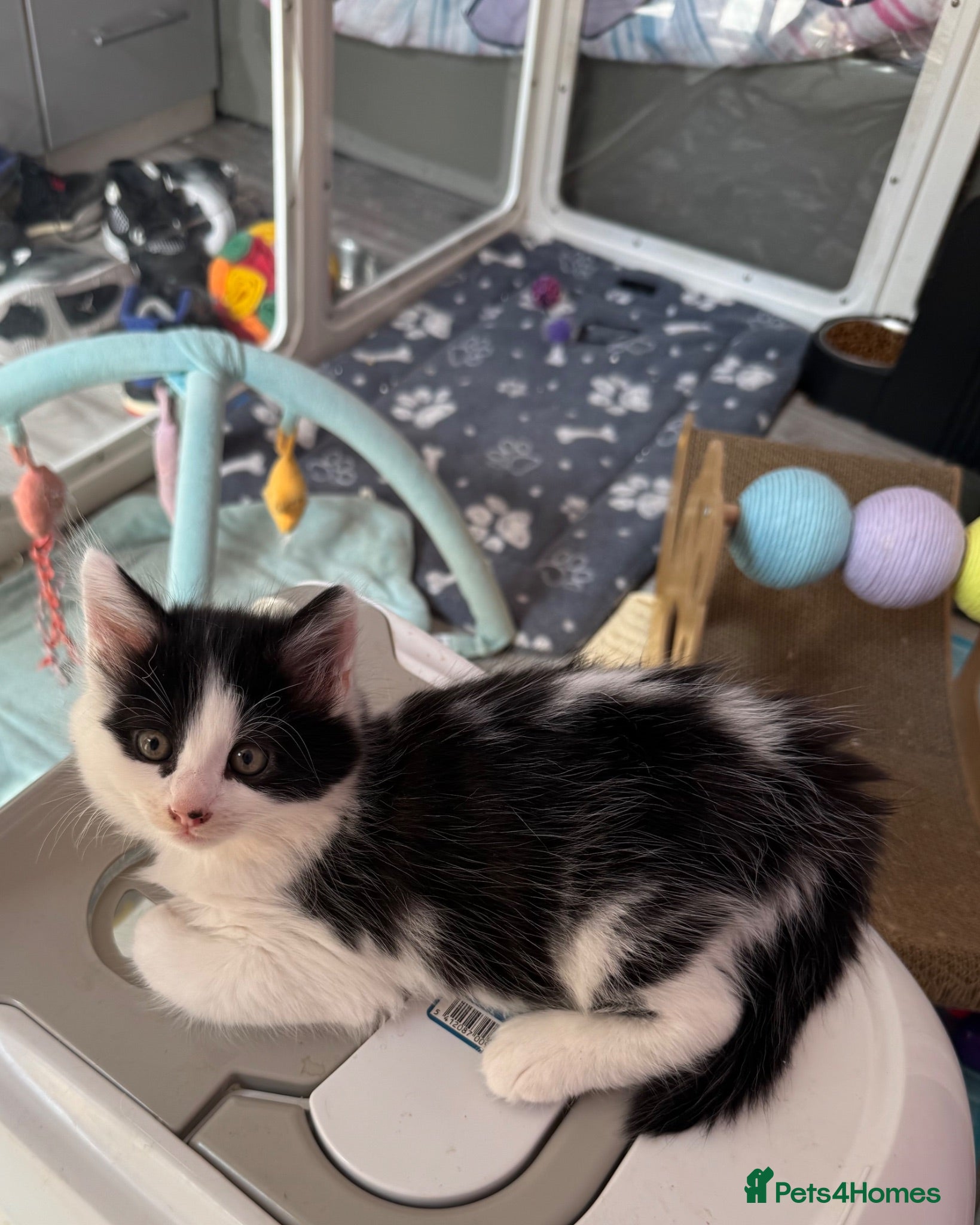 Mixed Breed cats Beautiful grey / black and white  - Advert 18