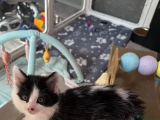 Mixed Breed cats Beautiful grey / black and white - Advert 18