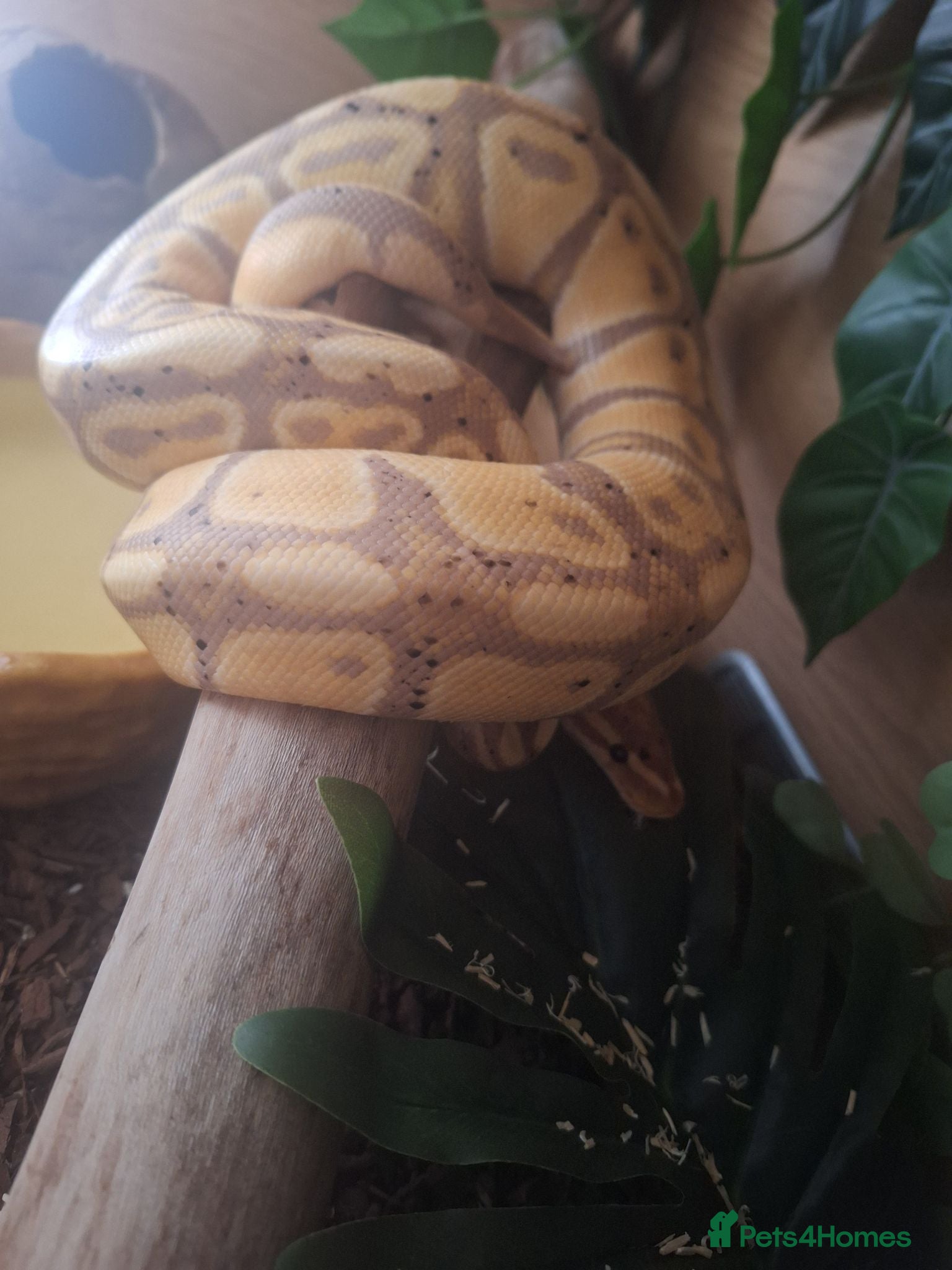 Python Snake reptiles Banana Royal Python - Male - Advert 1