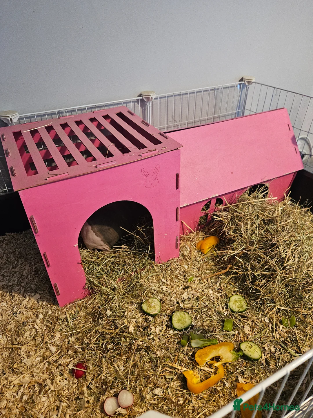 Guinea Pig rodents for sale: Two female skinny pigs plus cage - Advert 8