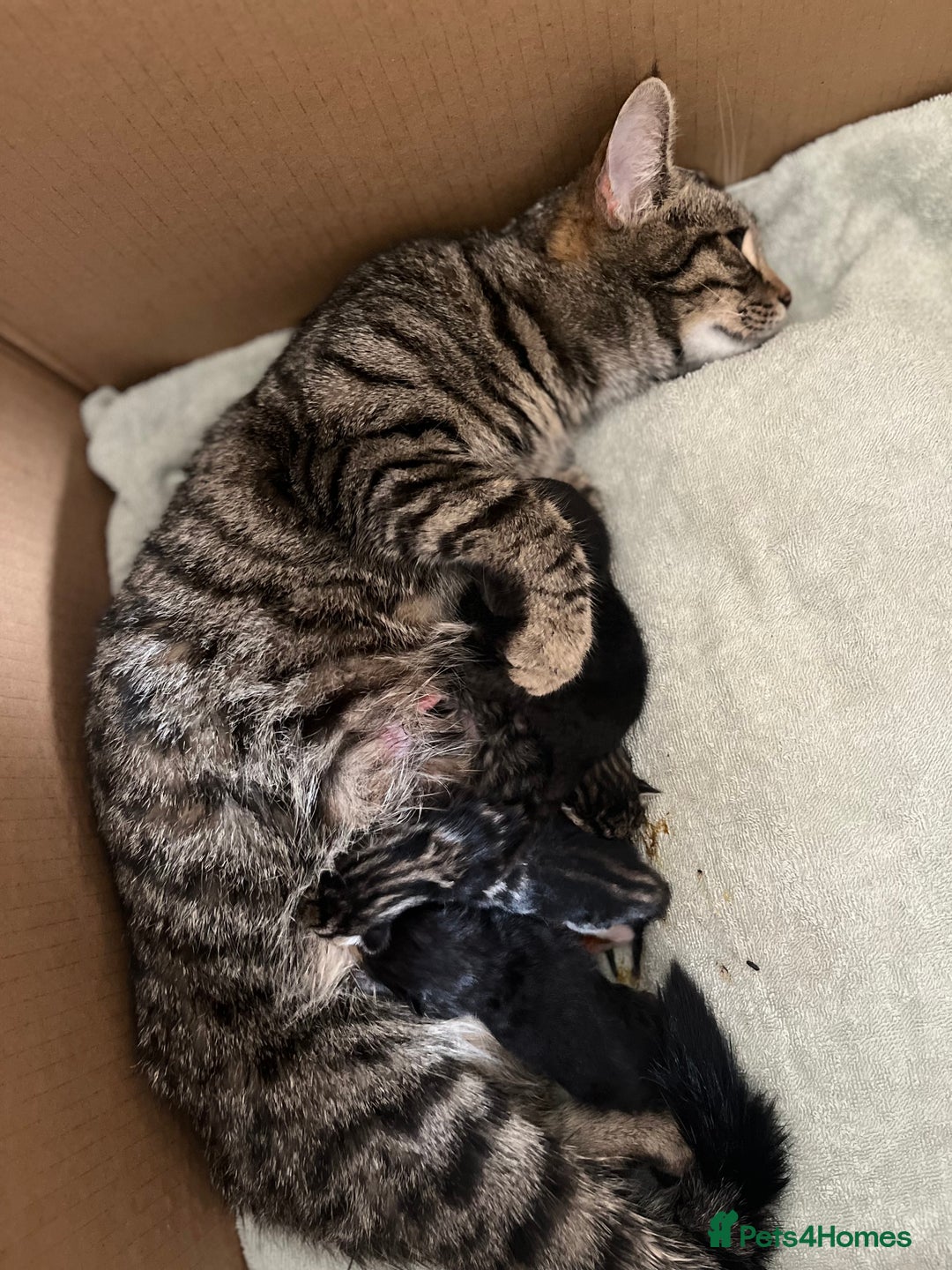 Mixed Breed cats for sale: Mixed Breed Kittens 🐈‍⬛ 🐾  - Image 16