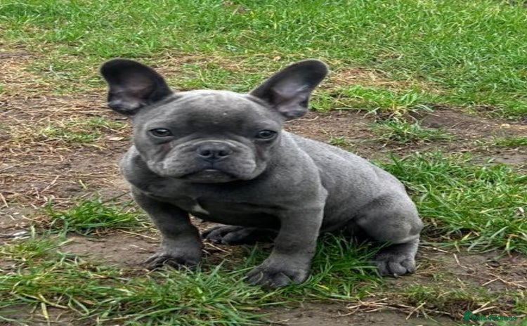French Bulldog dogs - Advert 5