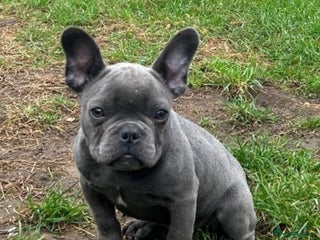 French Bulldog dogs - Advert 11