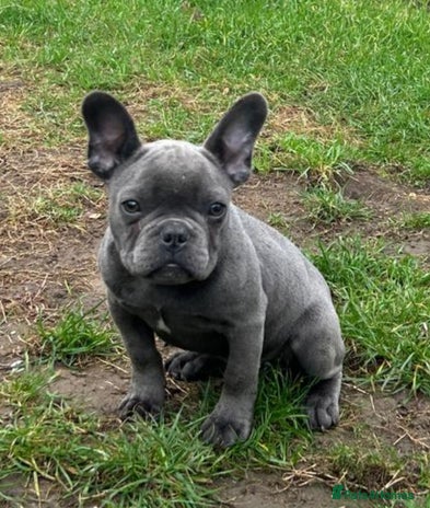 French Bulldog dogs - Advert 4