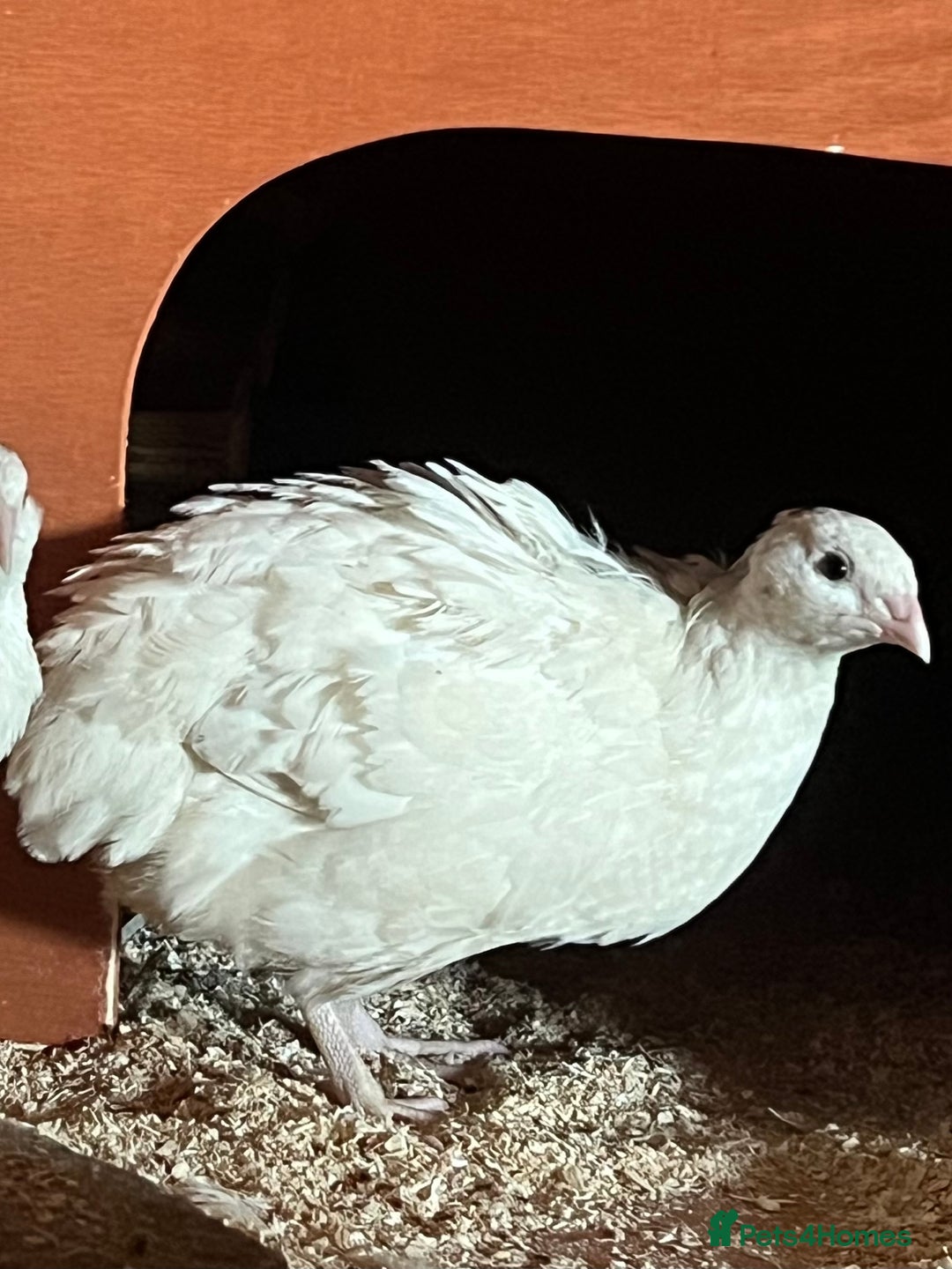 Quail poultry for sale: Trio White Jumbo Quail - Image 5