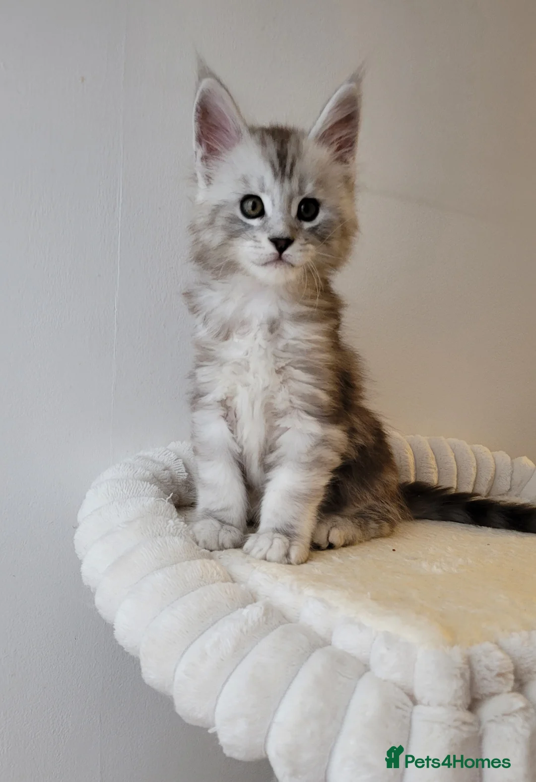 Maine Coon cats for sale: Tica registered Maine coon kittens  - Advert 13