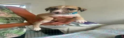 Mixed Breed dogs for sale: Cross Lurcher/Saluki in Swanley - Advert 6