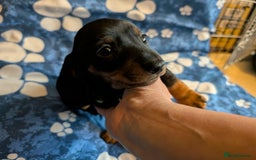 Dachshund dogs for sale: Dachshund Puppies - Image 10