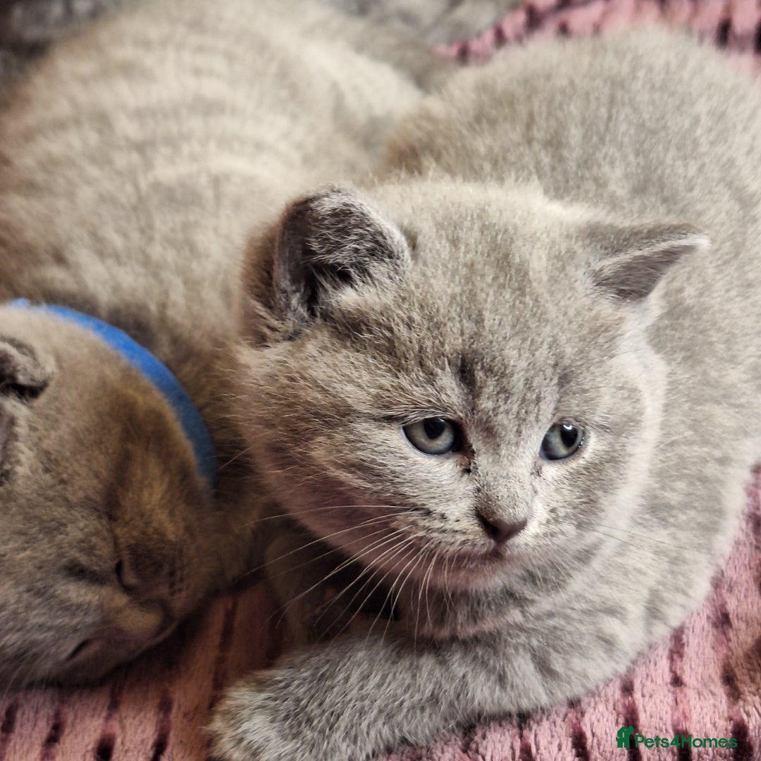 British Shorthair cats for sale: ✨British Shorthair Kittens looking for new family✨ - Advert 5