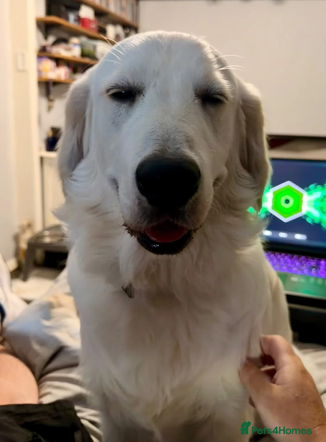 Golden Retriever dogs for sale: Male Golden retriever for rehome 9 months old in Camberley - Advert 2