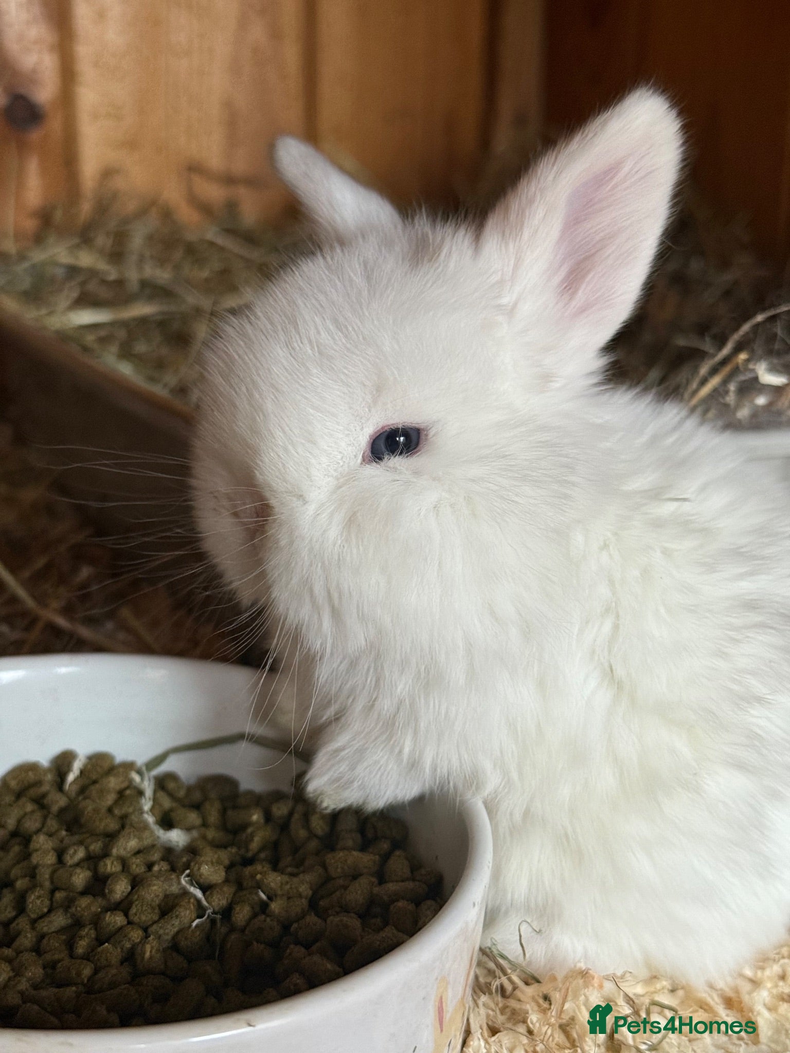 Mini Lop rabbits Minilops  - Advert 1