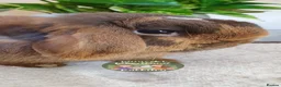 Mini Lop rabbits for sale: Mini lops available now - Advert 5