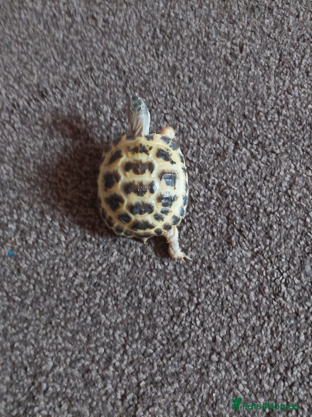 Hermann Tortoise reptiles for sale: Tortoise for sale with set up and food  - Advert 3