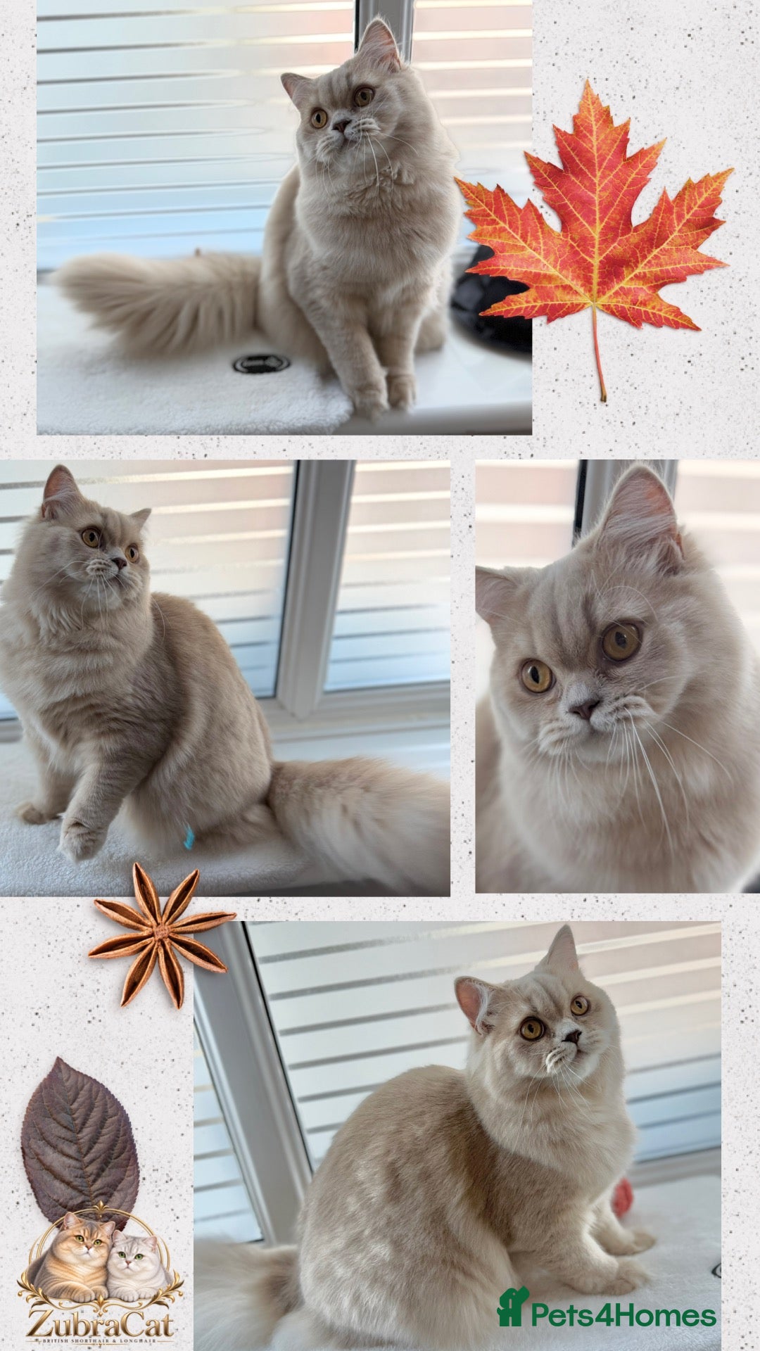 British Longhair cats ⭐️GCCF BLH Golden Lilac Girl💝 - Advert 1