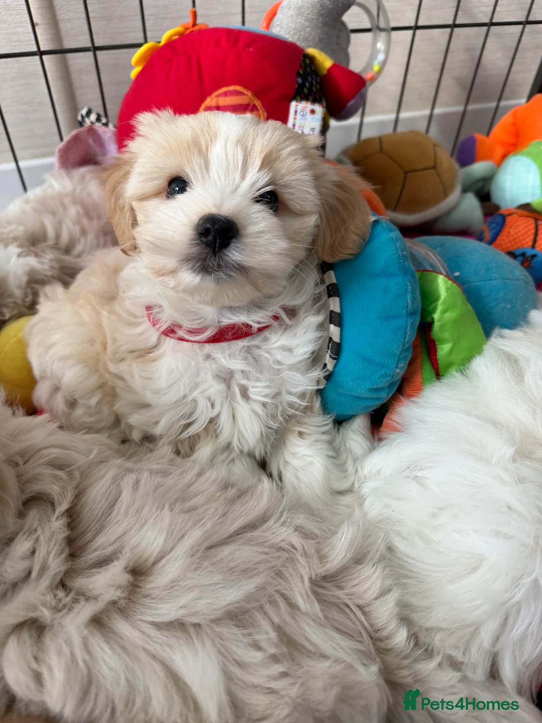Maltipoo dogs for sale: Beautiful happy health tested Maltipoo fur babies  - Advert 35