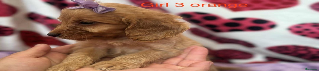 Cockapoo Puppy 7