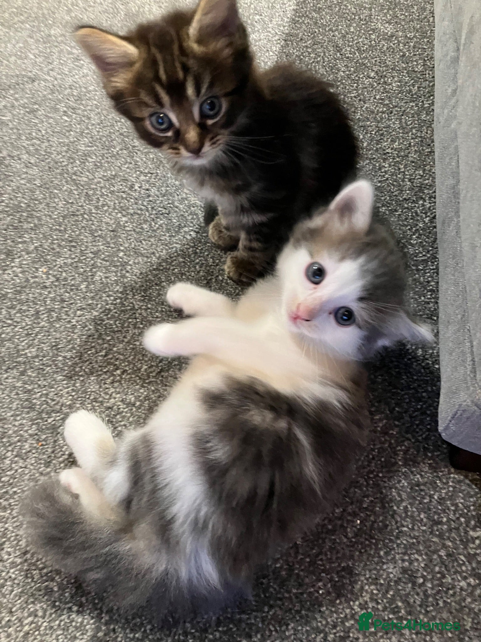 Mixed Breed cats Adorable kittens for sale - Advert 13