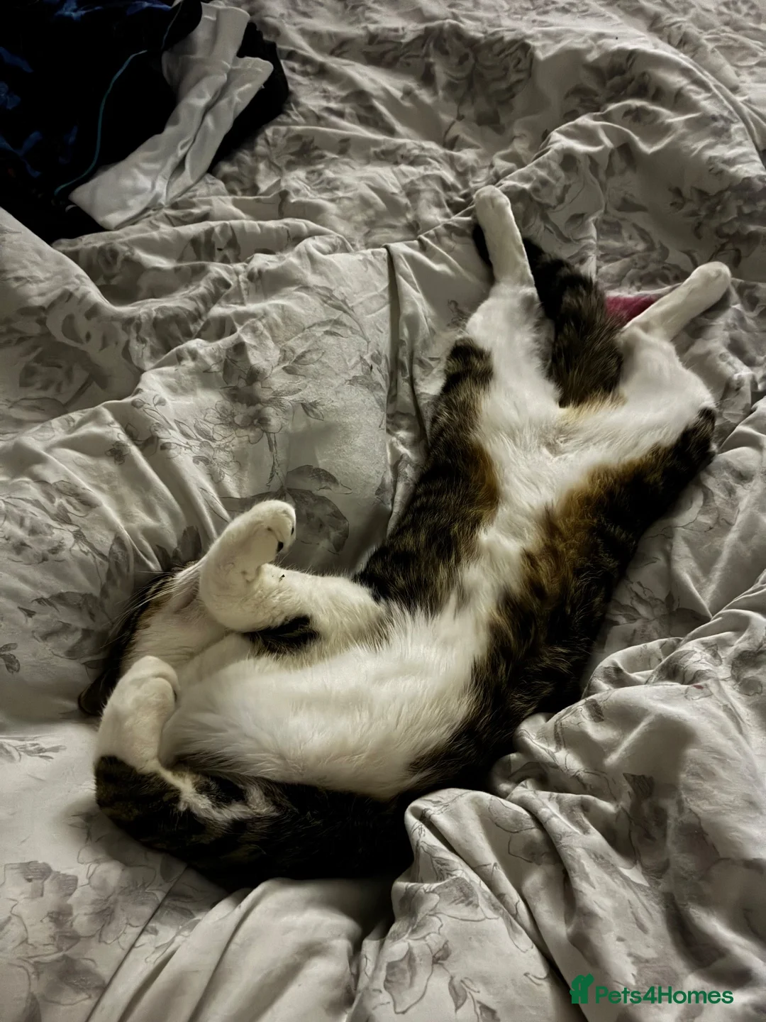 Mixed Breed cats for sale: White & tabby kitten  - Advert 2