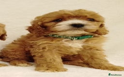 Cavapoo dogs for sale: Cavapoo puppies. - Image 2