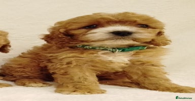 Cavapoo dogs - Advert 3