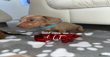 Dachshund dogs - Advert 28