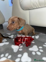 Dachshund dogs - Advert 8