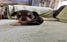 Mixed Breed dogs for sale: Sprollie x husky puppies  - Image 10