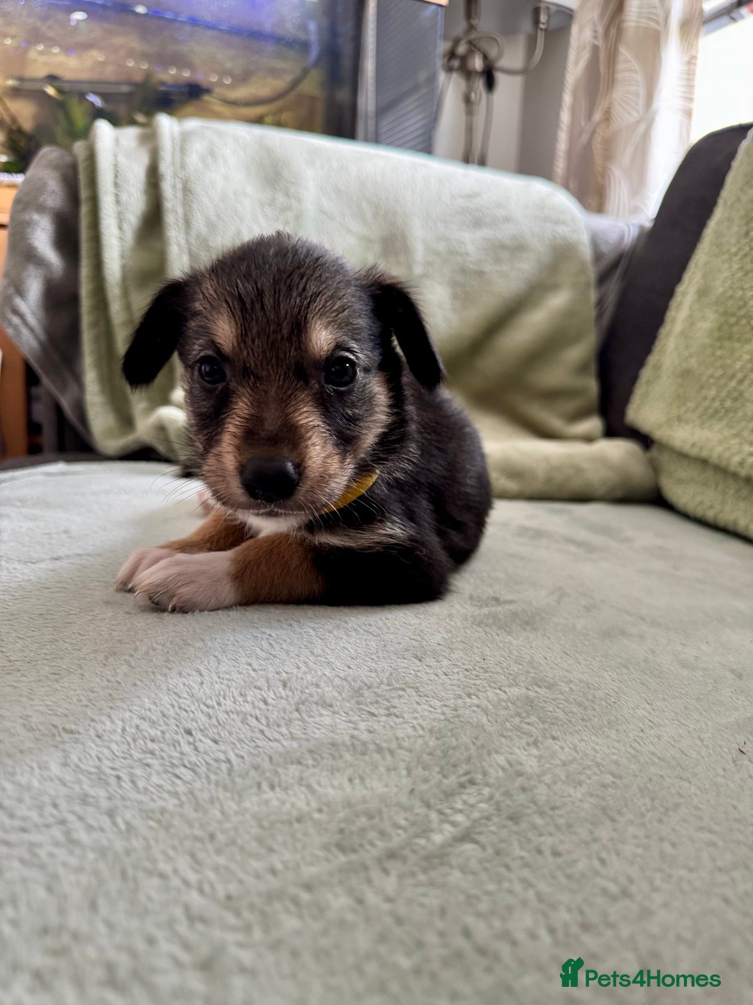Mixed Breed dogs for sale: Sprollie x husky puppies  - Image 10