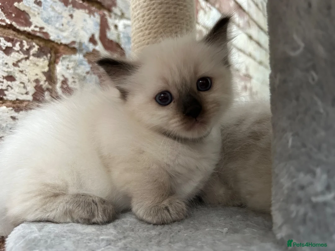 Ragdoll cats for sale: 🐾 Pure Ragdoll Kittens 🐾 - Advert 19