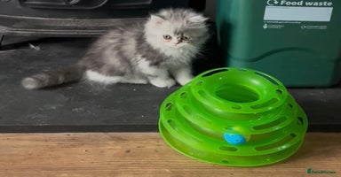 Persian cats - Advert 4