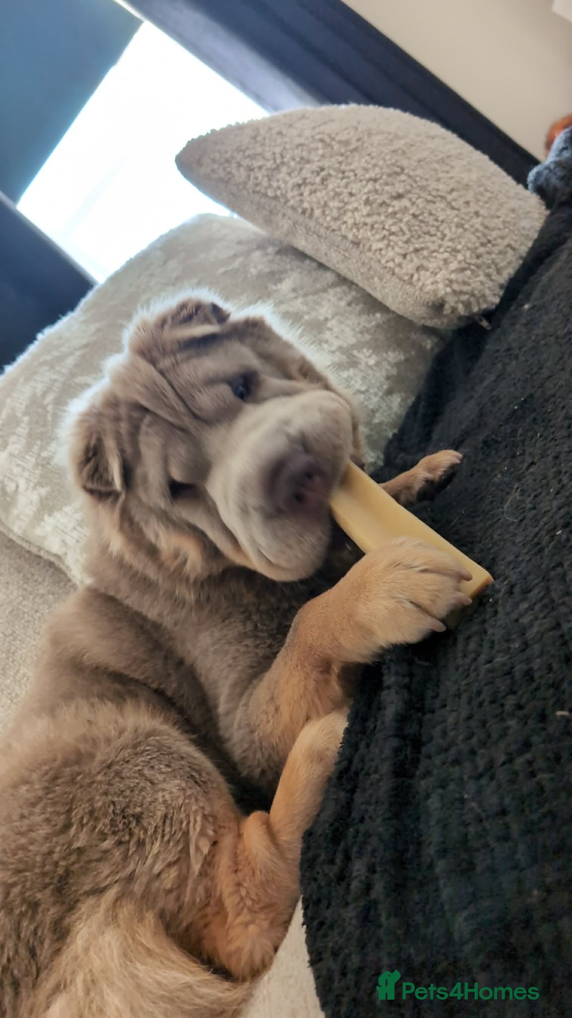 Shar Pei dogs for sale: Beautiful fluffy Shar pie needs rehoming urgently - Advert 3