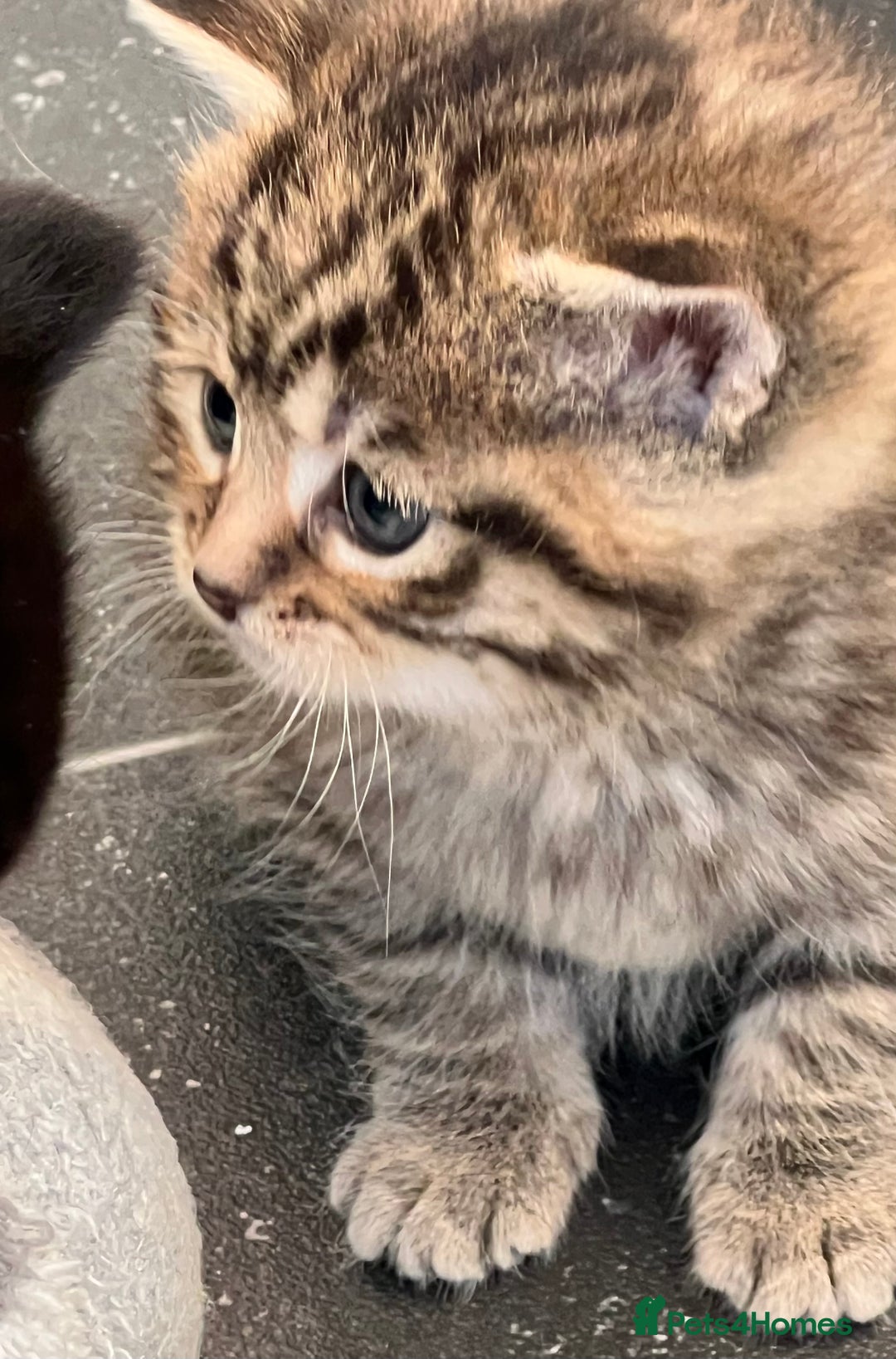 Mixed Breed cats for sale: CLEMENTINE’S CUTIES - (MUM with BENGAL)   - Advert 6