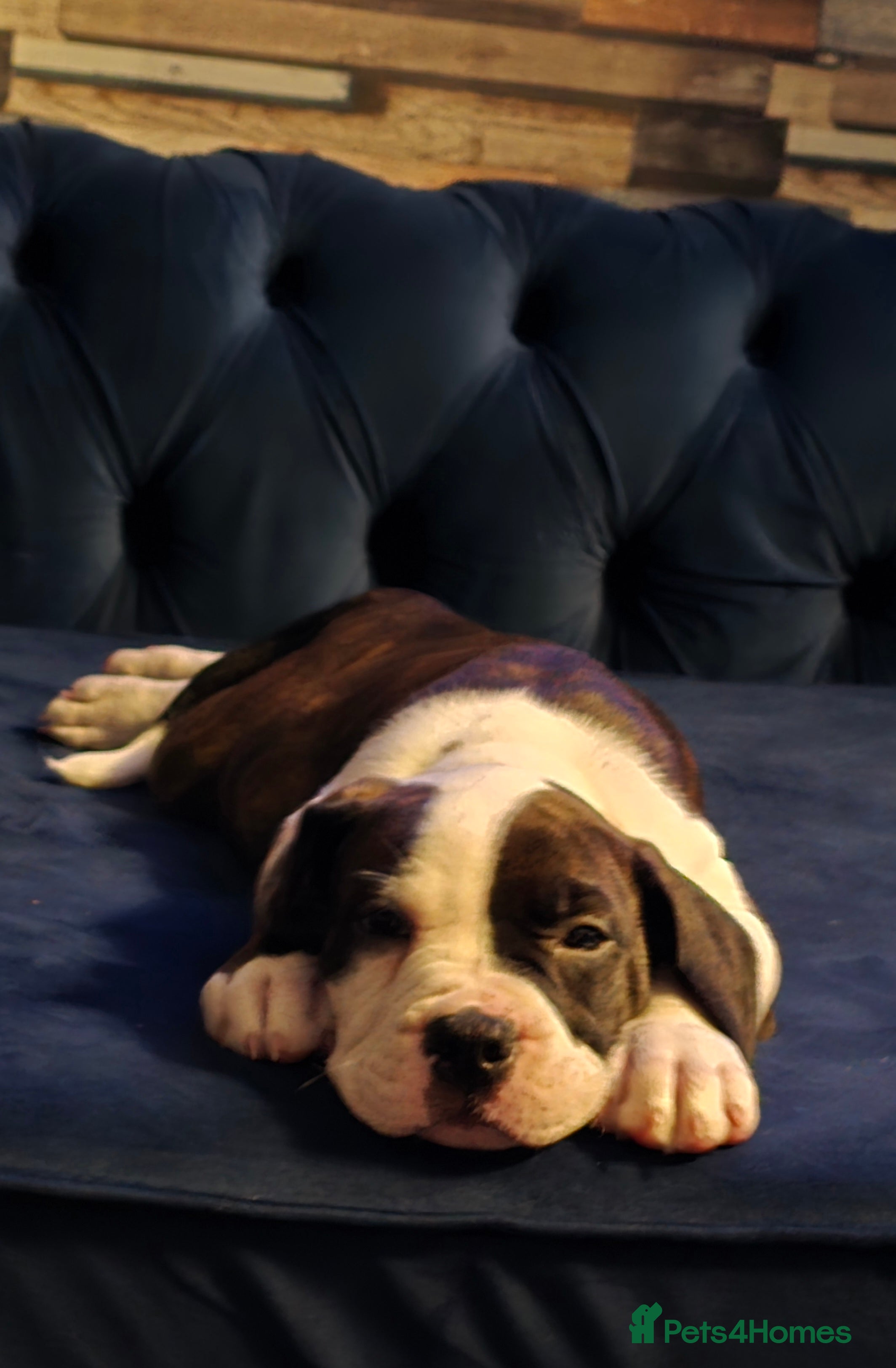 American Bulldog dogs American bulldog pups for sale - Advert 1