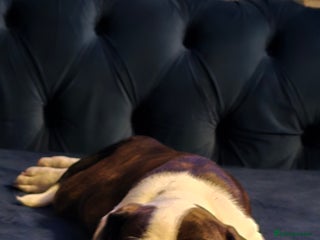 American Bulldog dogs American bulldog pups for sale - Advert 3