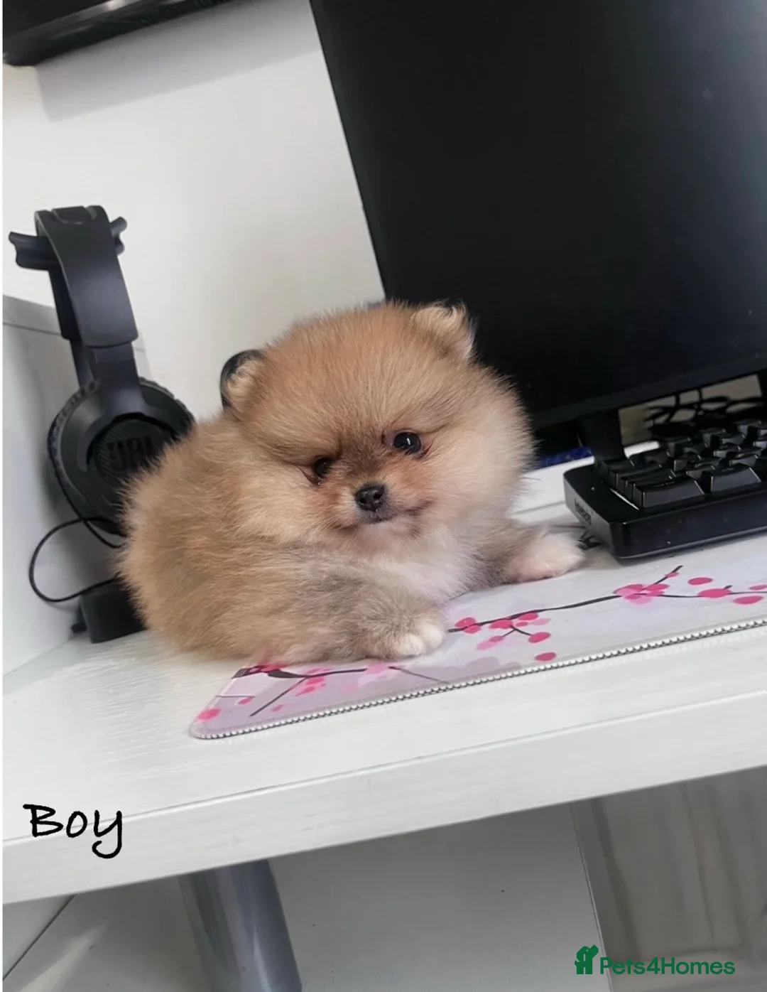 Pomeranian dogs for sale: Top Quality 🐻 Teddy Faced  - Advert 15