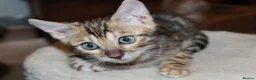 Bengal cats for sale: One Brown Rosette Male Bengal Left! - Advert 9