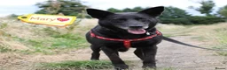Mixed Breed dogs for adoption: ❤️Mary❤️: 6 years old, medium-sized girl in Lichfield - Advert 13