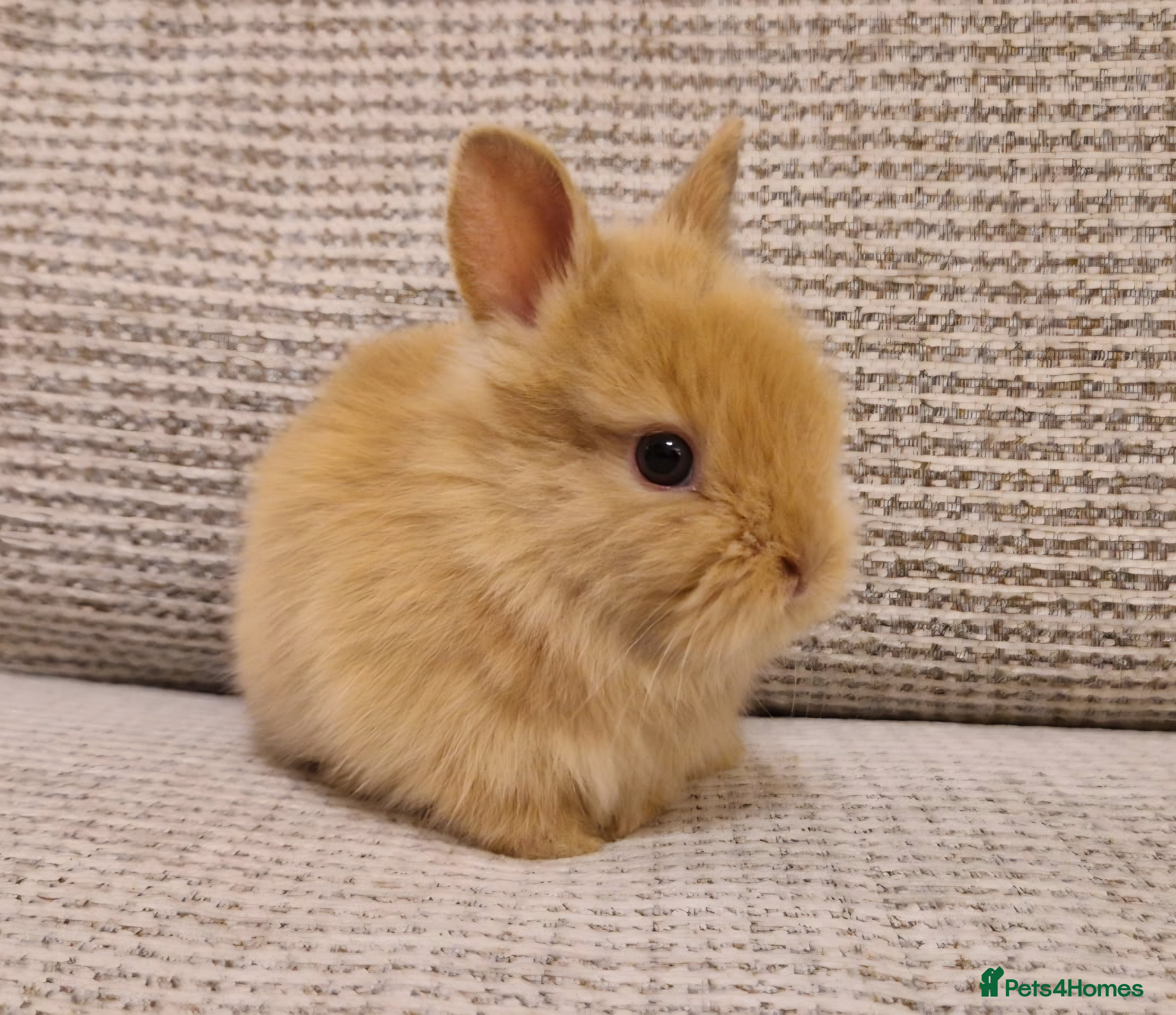 Lionhead rabbits Purebred Lionhead babies - Advert 11