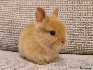 Lionhead rabbits Purebred Lionhead babies - Advert 11