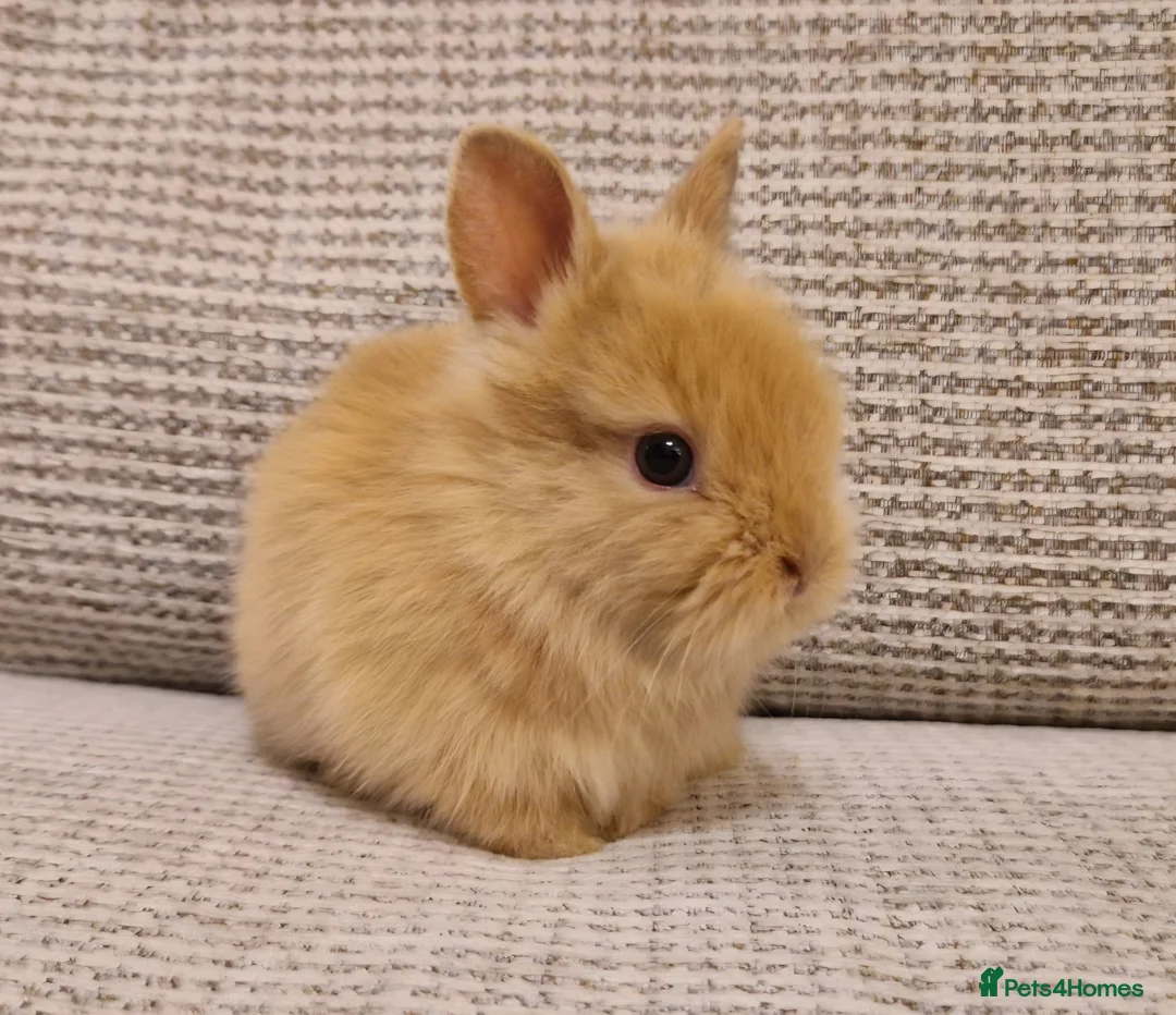 Lionhead rabbits for sale: Purebred Lionhead babies - Advert 1