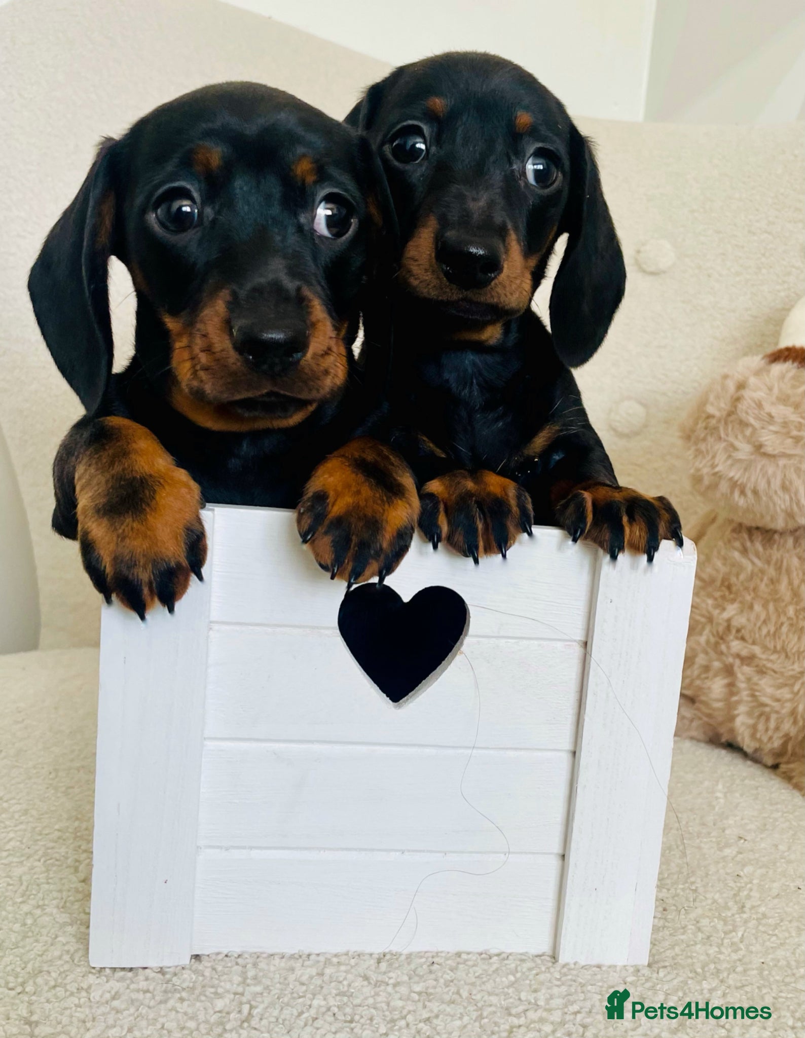 Miniature Dachshund dogs READY NOW KC PRA CLEAR HEALTH TESTED MINIS  - Advert 12