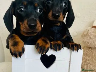 Miniature Dachshund dogs READY NOW KC PRA CLEAR HEALTH TESTED MINIS - Advert 12