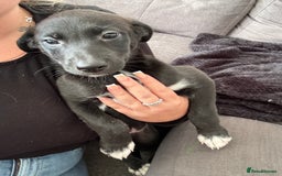 Mixed Breed dogs for sale: German Shepard/husky cross puppies  - Image 9