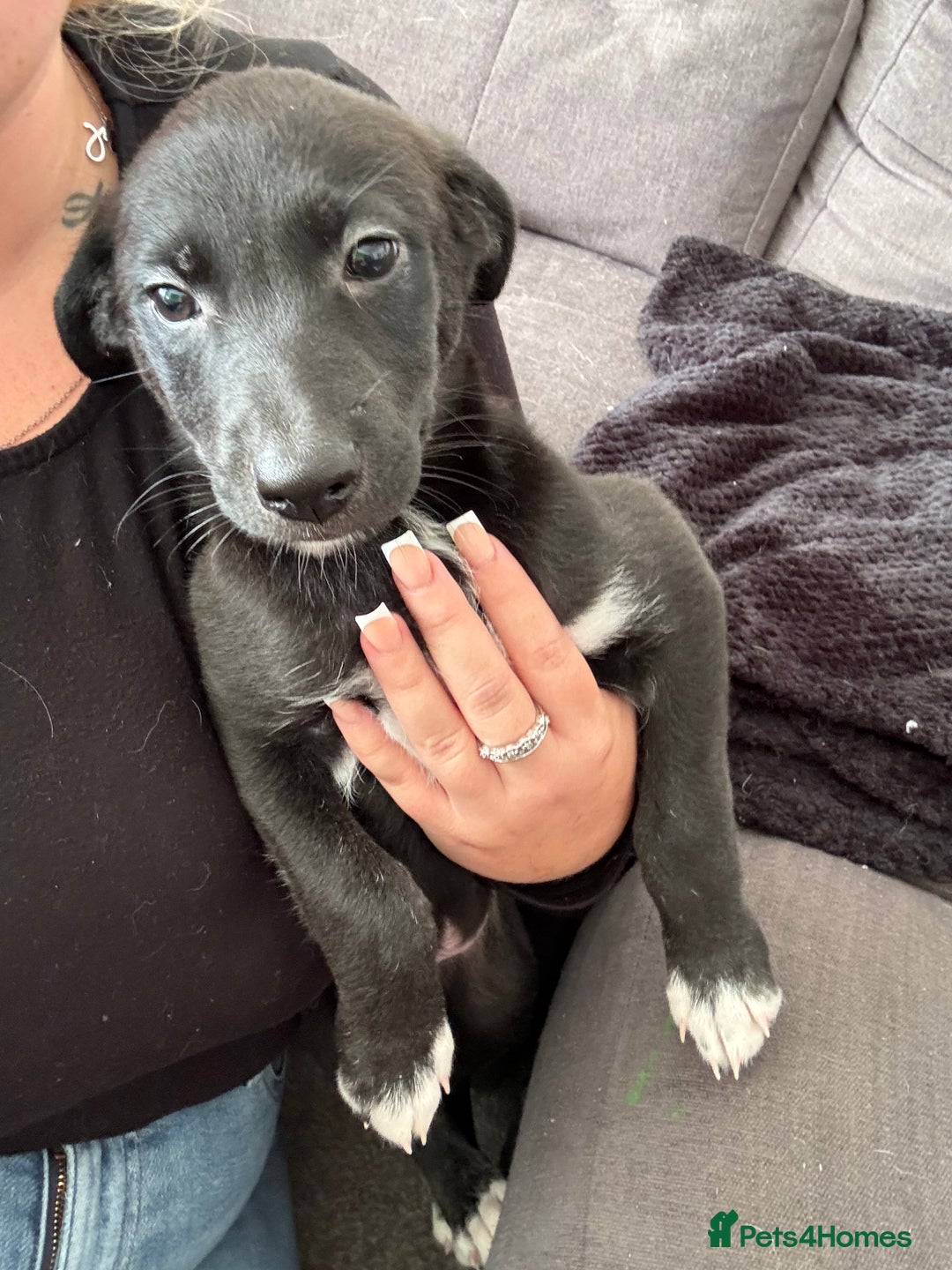 Mixed Breed dogs for sale: German Shepard/husky cross puppies  - Image 9