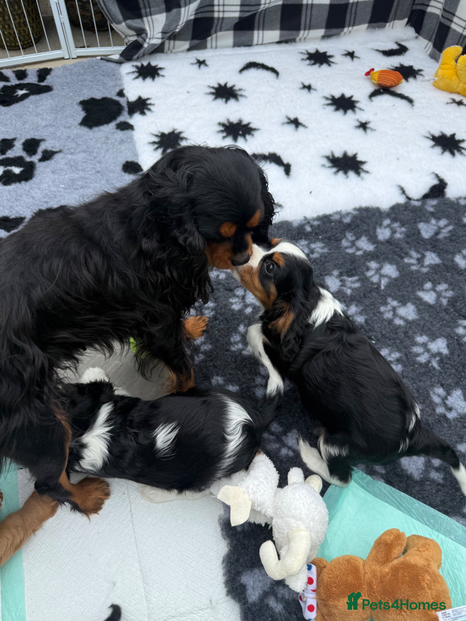 Cavalier King Charles Spaniel dogs Extensively Health Tested Cavilier King Charles  - Advert 2
