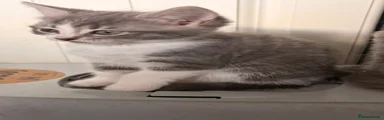 Maine Coon 1