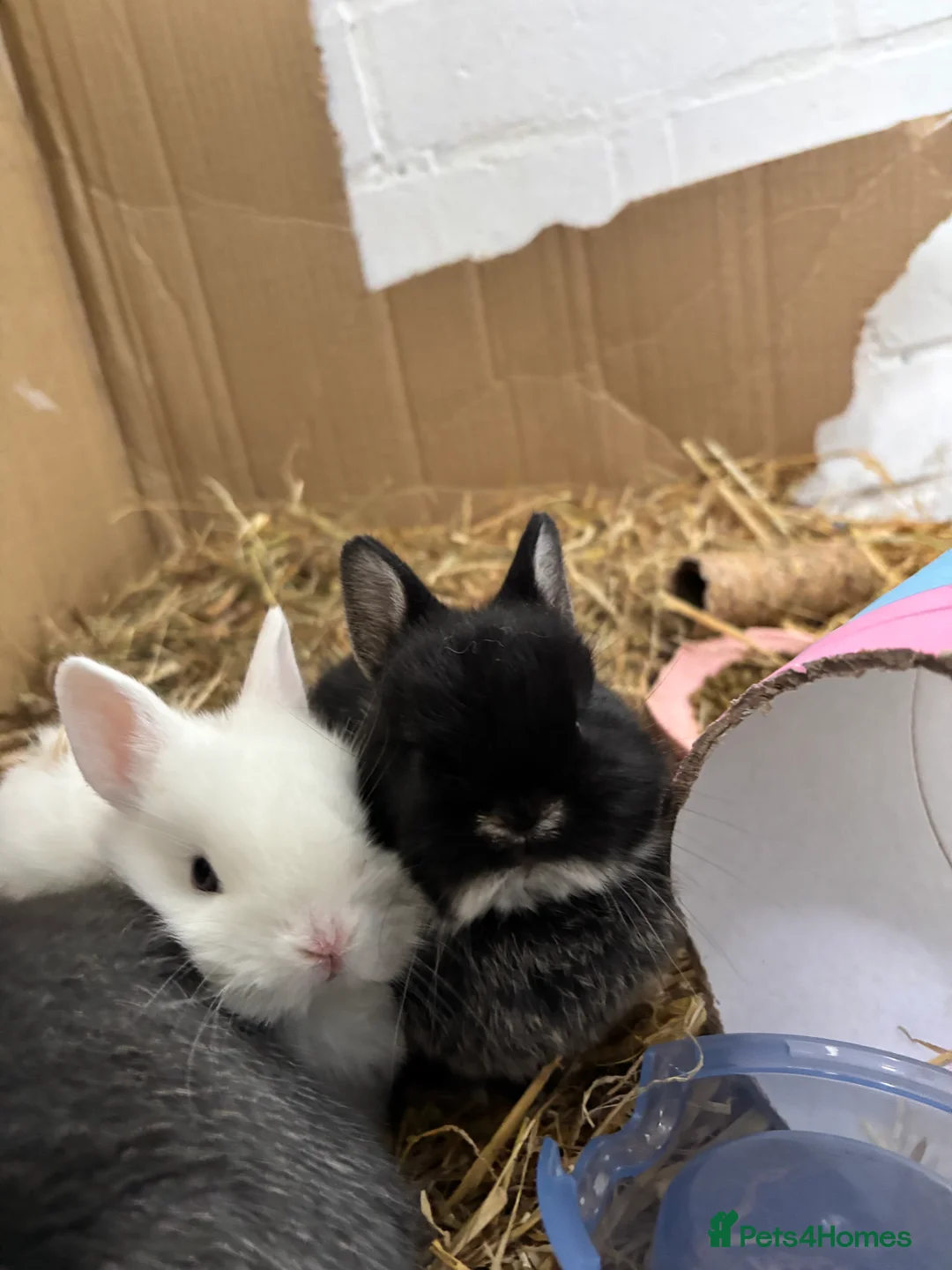 Netherland Dwarf rabbits for sale: Netherland Dwarf Bunnies  - Advert 2