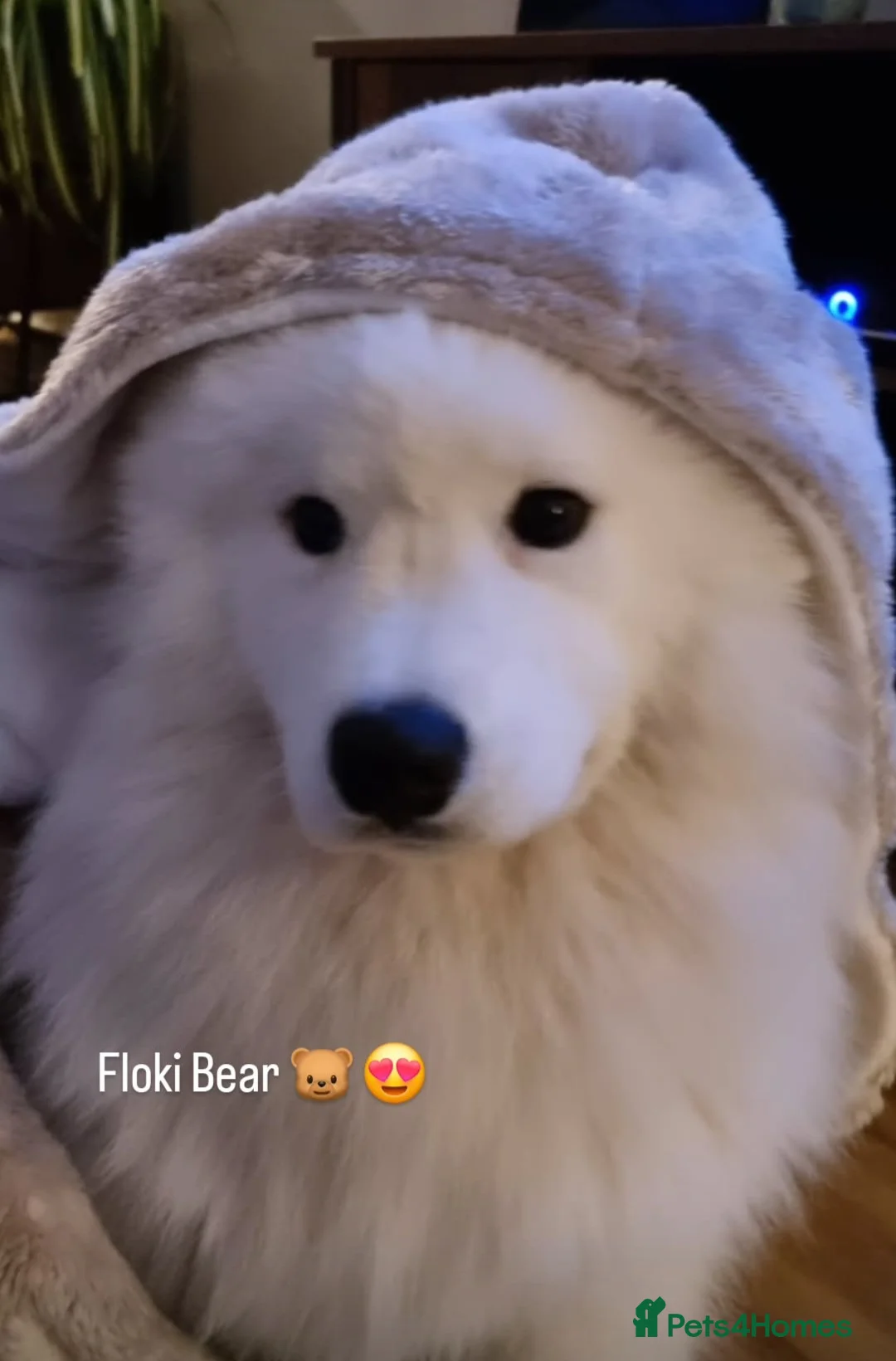 Samoyed dogs for stud: FULLY HEALTH TESTED KC Samoyed For Stud Champ Line - Advert 23